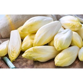 Endive