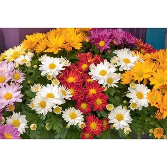 Carrefour Market Chrysanthème (1) offre