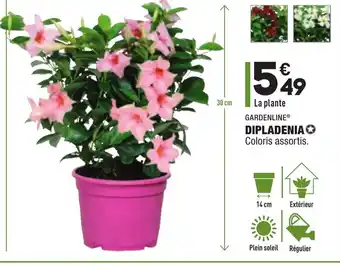 ALDI Dipladenia offre