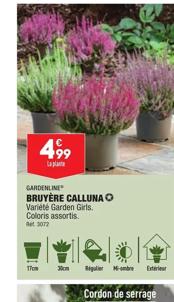 BRUYÈRE CALLUNA