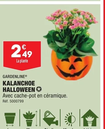 ALDI KALANCHOE HALLOWEEN offre