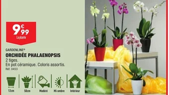 ALDI ORCHIDÉE PHALAENOPSIS offre