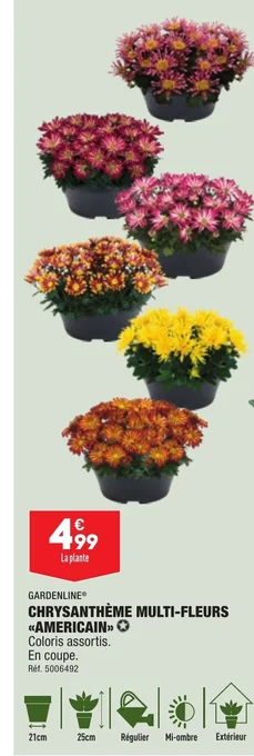 ALDI CHRYSANTHÈME MULTI-FLEURS offre
