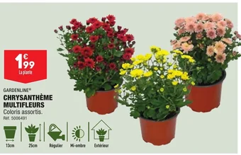 ALDI CHRYSANTHÈME MULTIFLEURS offre