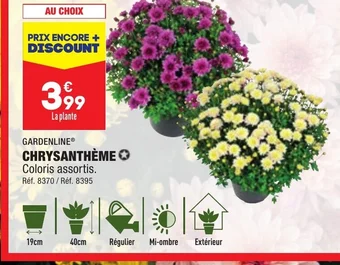 ALDI CHRYSANTHÈME offre