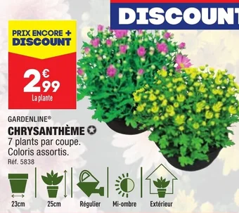 ALDI CHRYSANTHÈME offre