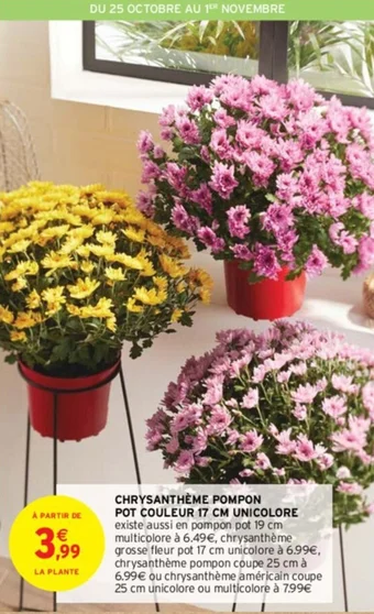 Intermarché CHRYSANTHÈME POMPON POT COULEUR 17 CM UNICOLORE offre