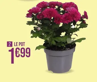 ChrysanthĂšme 3 pousses