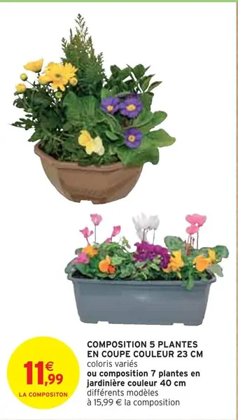 Intermarché Composition 5 plantes en coupe couleur 23 cm offre