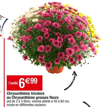 Cora x Carrefour Chrysanthème tricolore ou chrysanthème grosses fleur offre