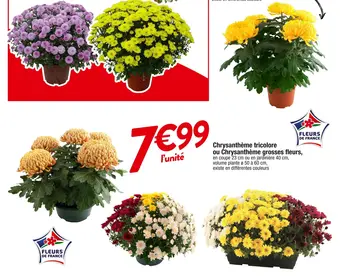 Cora x Carrefour Chrysanthème tricolore ou chrysanthème grosses fleurs offre