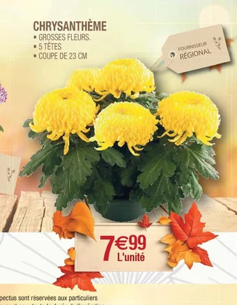 Cora x Carrefour CHRYSANTHÈME offre