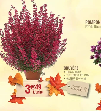Cora x Carrefour BRUYÈRE offre
