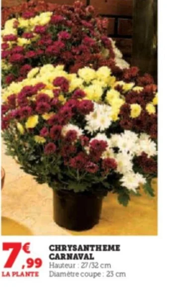 Super U CHRYSANTHEME CARNAVAL offre
