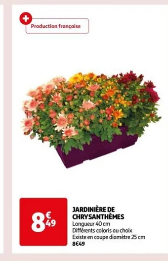 Auchan JARDINIÈRE DE CHRYSANTHÈMES offre