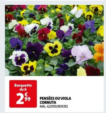 Auchan PENSÉES OU VIOLA CORNUTA offre