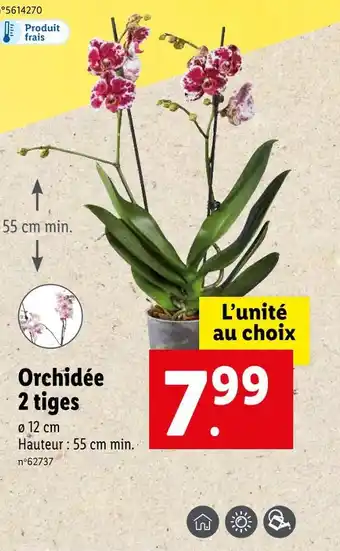 Orchidée 2 tiges