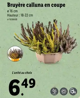 Bruyère calluna en coupe