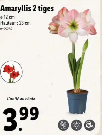 Lidl Amaryllis 2 tiges offre