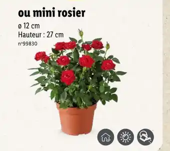 Lidl Mini rosier offre