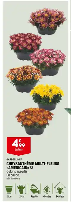 ALDI Gardenline chrysanthème multi-fleurs americain offre
