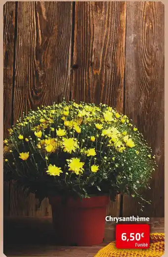 Chrysanthème
