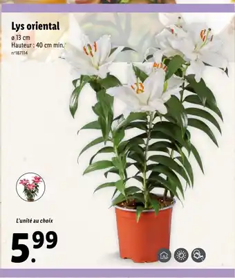 Lidl Lys oriental offre