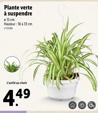 Lidl Plante verte à suspendre offre