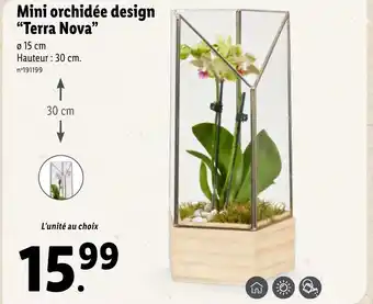 Lidl Mini orchidée design "Terra Nova" offre