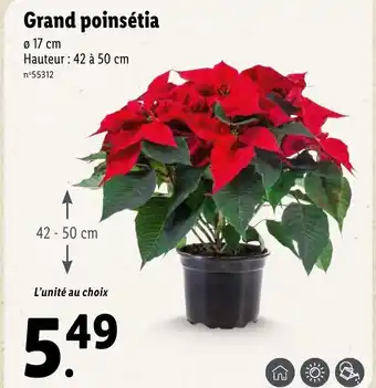 Lidl Grand poinsétia offre
