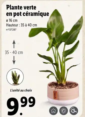 Lidl Plante verte en pot céramique offre