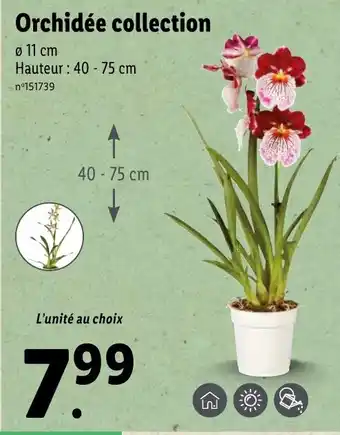 Lidl Orchidée collection offre