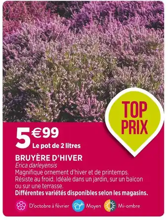 Bruyère d’hiver