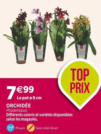 Delbard Orchidée offre