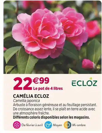Delbard Ecloz camélia offre