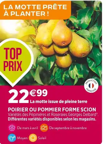 Delbard poirier ou pommier forme scion
