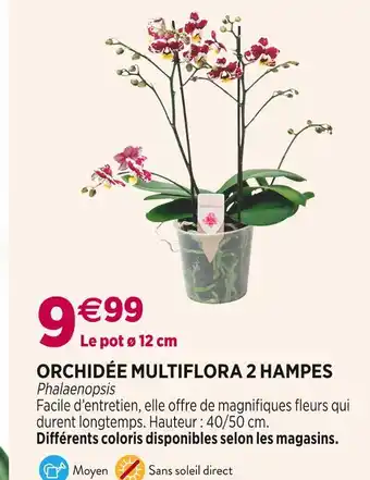 Delbard Orchidée multiflora 2 hampes offre