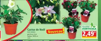 Norma Cactus de Noël offre