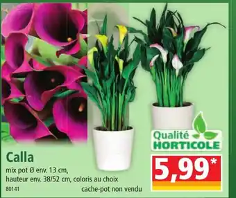 Norma Calla offre