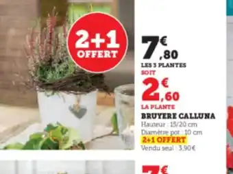 BRUYERE CALLUNA