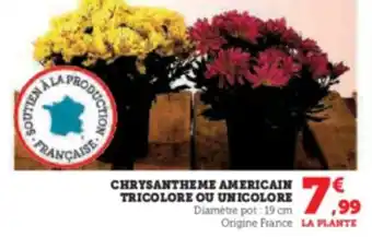 Hyper U CHRYSANTHEME AMERICAIN TRICOLORE OU UNICOLORE offre