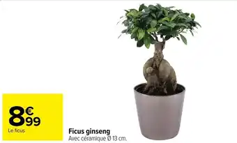 Carrefour Ficus ginseng offre
