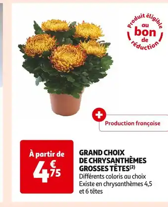Auchan Supermarché Grand choix de chrysanthèmes grosses têtes offre