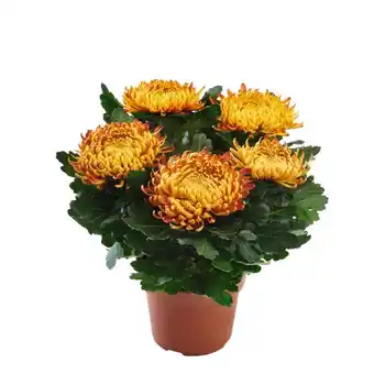 Auchan Grand choix de chrysanthèmes grosses têtes offre