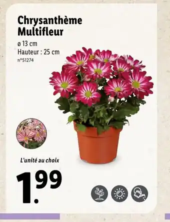 Lidl Chrysanthéme Multifleur offre