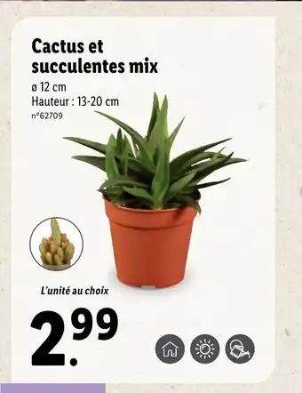 Lidl Cactus Et Succulentes Mix offre