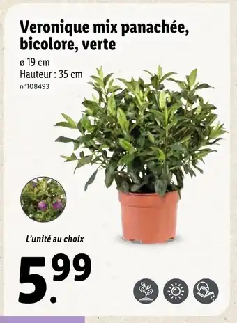 Lidl Veronique Mix Panachée, Bicolore, Verte offre