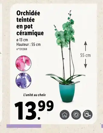 Lidl Orchidée Teintée En Pot Céramique offre