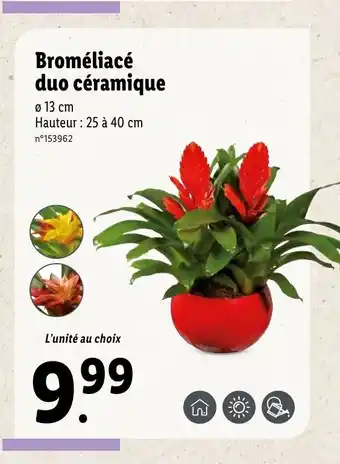 Lidl Broméliacé Duo Céramique offre