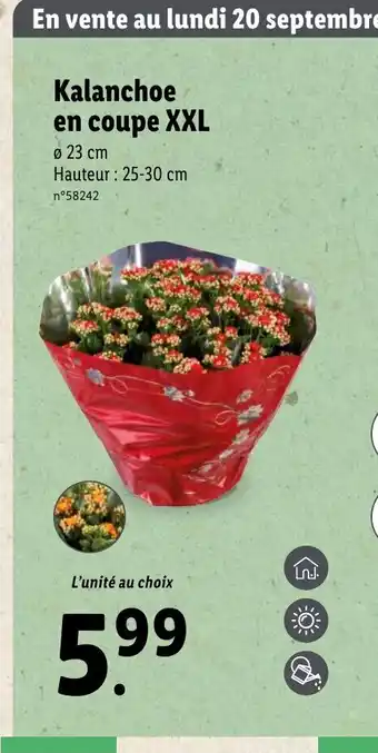 Lidl Kalanchoe En Coupe XXL offre